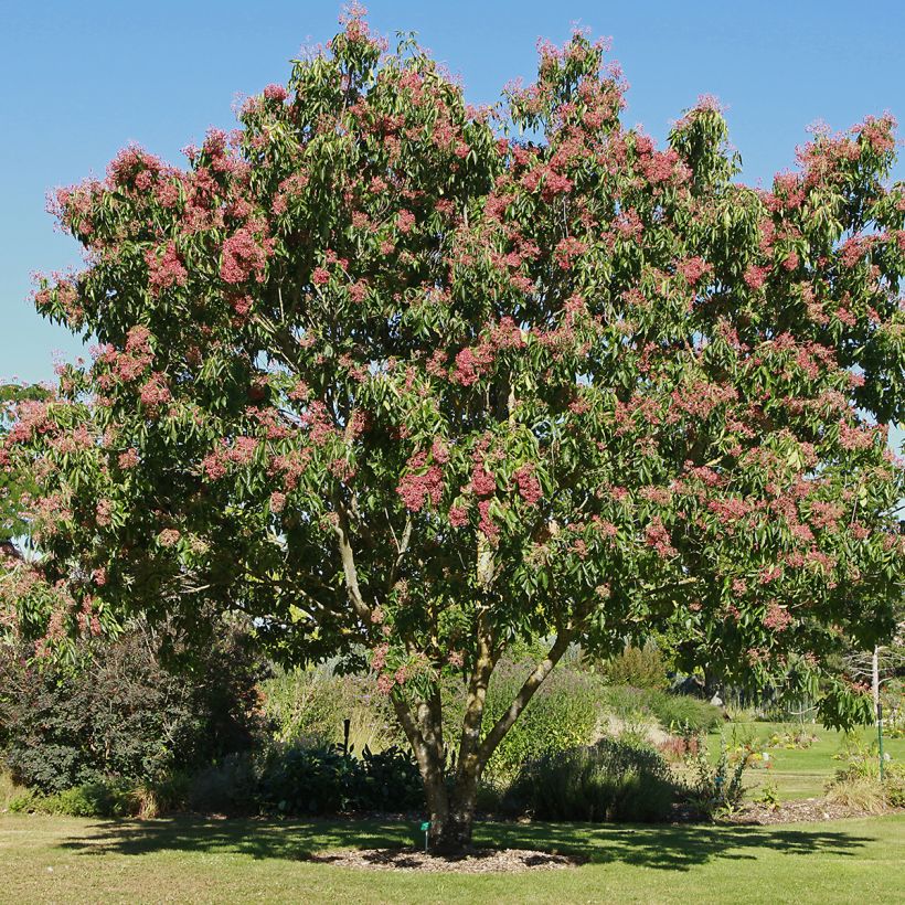 Tetradium daniellii - Bijenboom (Groeiplaats)