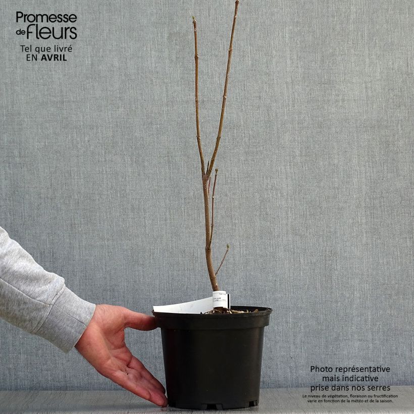 Example of Tetradium daniellii - Bijenboom Pot van 2 l/3 l as you get in printemps