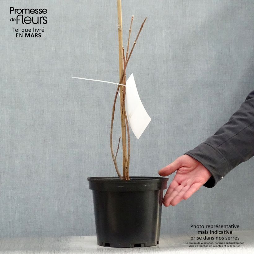 Example of Tetradium daniellii - Bijenboom Pot van 4 l/5 l as you get in printemps