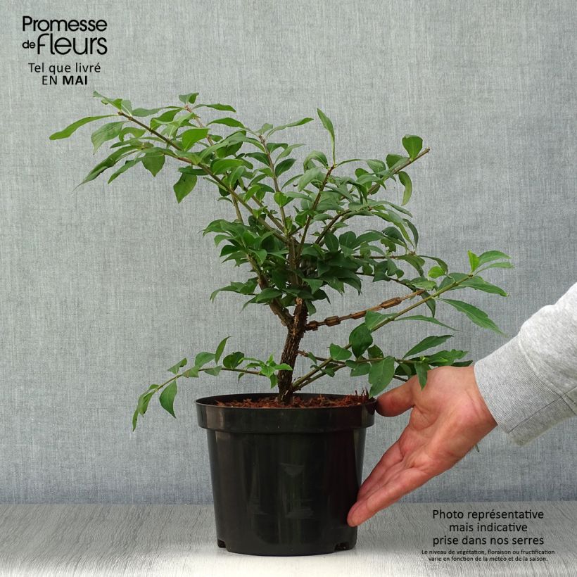 Example of Euonymus alatus - Gevleugelde kardinaalsmuts Pot van 2 l/3 l as you get in printemps