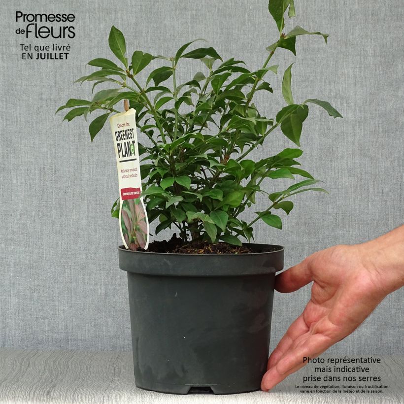 Exemplaar van Euonymus alatus Compactus - Gevleugelde kardinaalsmuts Pot van 2 l/3 l zoals geleverd in de zomer