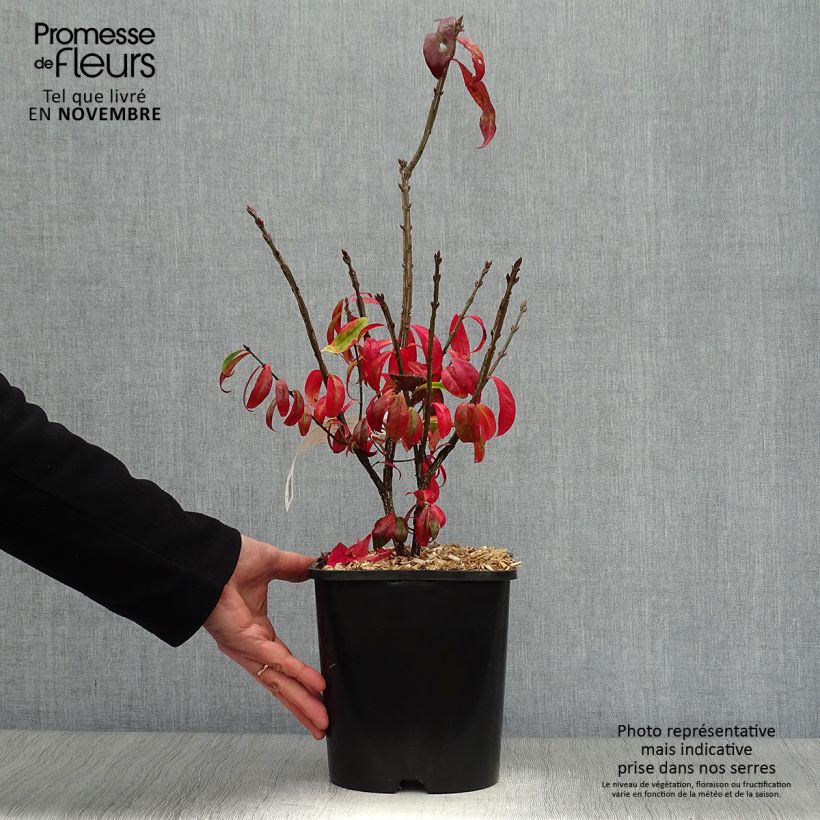 Exemplaar van Euonymus alatus Compactus - Gevleugelde kardinaalsmuts Pot van 4 l/5 l zoals geleverd in de herfst