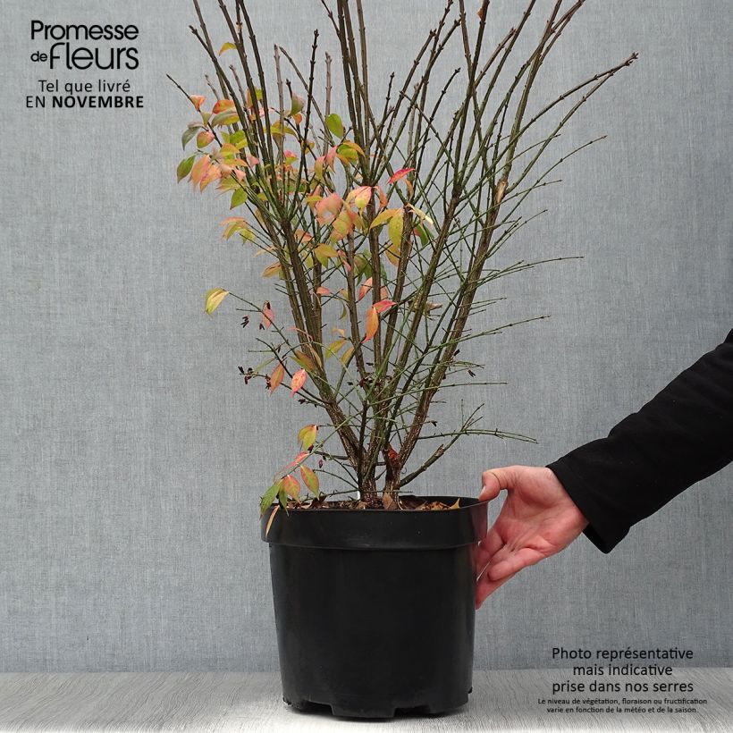 Exemplaar van Euonymus alatus Compactus - Gevleugelde kardinaalsmuts Pot van 7,5 l/10 l zoals geleverd in de herfst