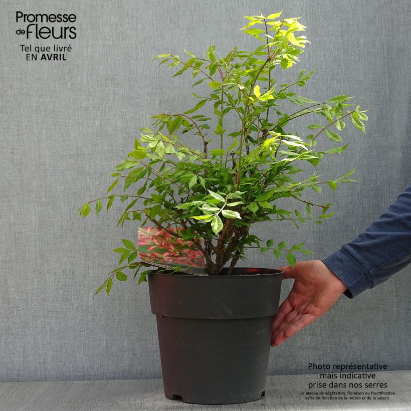 Example of Euonymus alatus - Gevleugelde kardinaalsmuts Pot van 7,5 l/10 l as you get in printemps