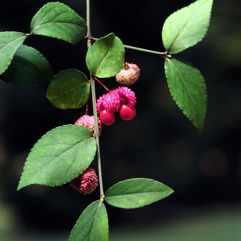 Euonymus americanus - Kardinaalsmuts (Blad)