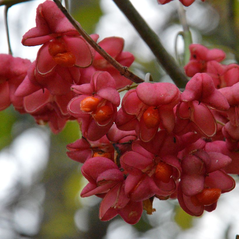 Euonymus europaeus - Wilde kardinaalsmuts (Oogst)
