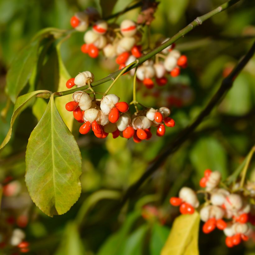 Euonymus europaeus Albus - Wilde kardinaalsmuts (Oogst)