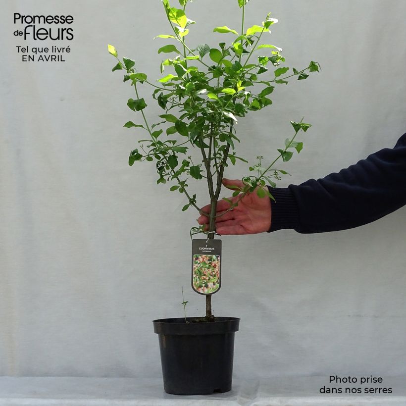 Exemplaar van Euonymus europaeus - Wilde kardinaalsmuts Pot van 7,5 l/10 l zoals geleverd in de lente