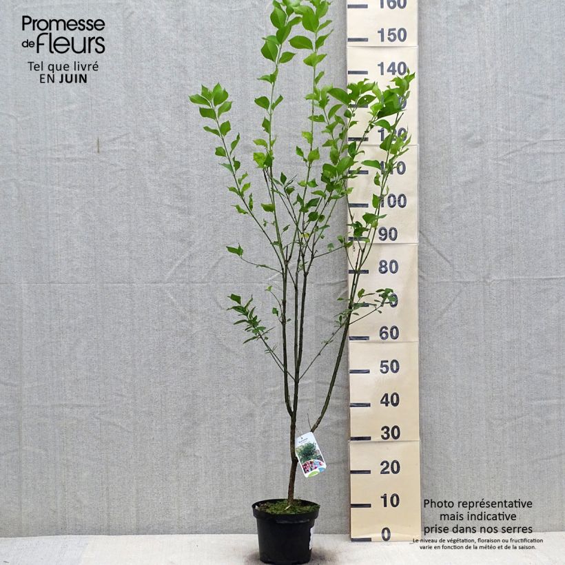 Exemplaar van Euonymus europaeus - Wilde kardinaalsmuts Pot van 2 l/3 l zoals geleverd in de zomer