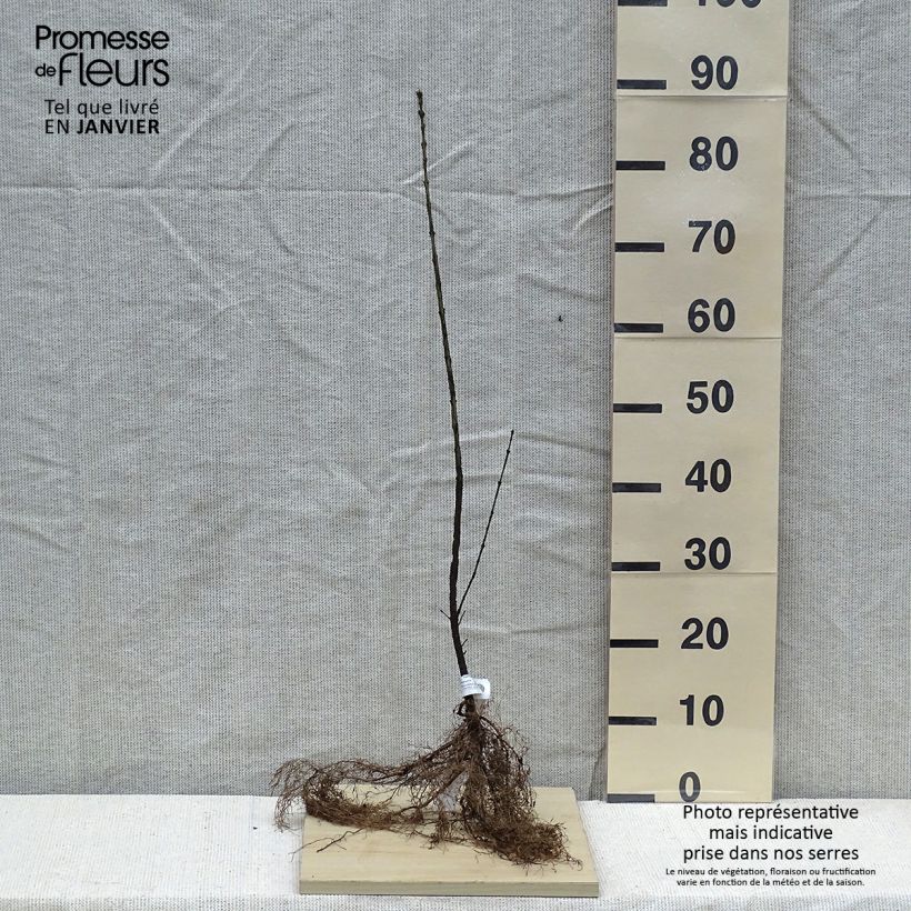 Exemplaar van Euonymus europaeus - Wilde kardinaalsmuts Naakte wortel zoals geleverd in de winter