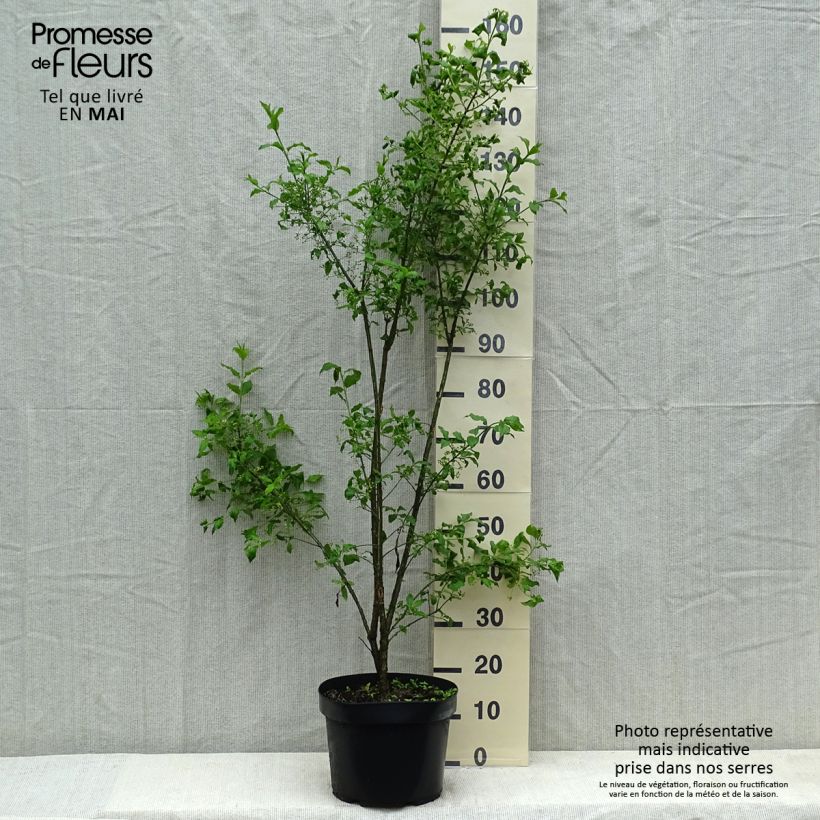 Exemplaar van Euonymus europaeus - Wilde kardinaalsmuts Pot van 7,5 l/10 l zoals geleverd in de zomer