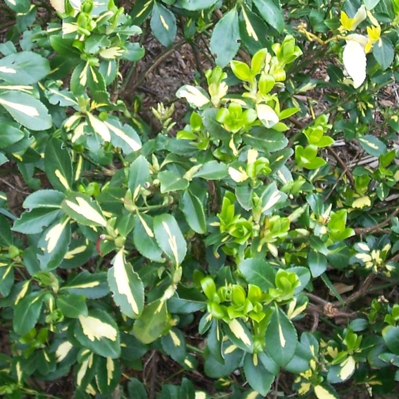 Euonymus fortunei Blondy - Kardinaalsmuts (Foliage)