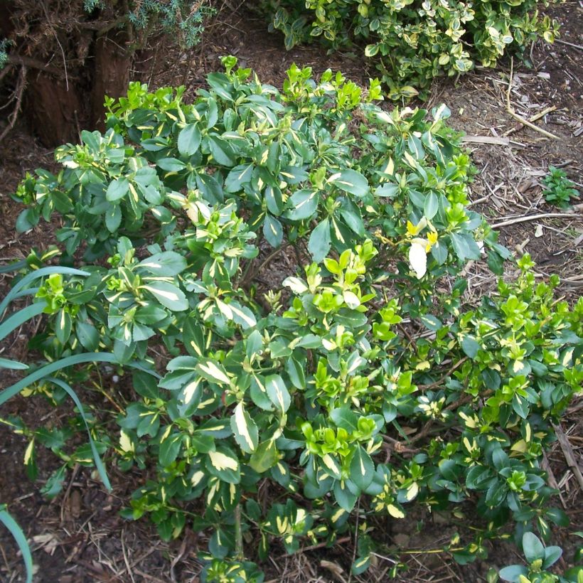 Euonymus fortunei Blondy - Kardinaalsmuts (Plant habit)