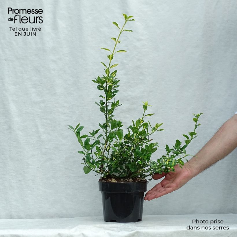 Exemplaar van Euonymus fortunei Blondy - Kardinaalsmuts Pot van 2 l/3 l zoals geleverd in de zomer
