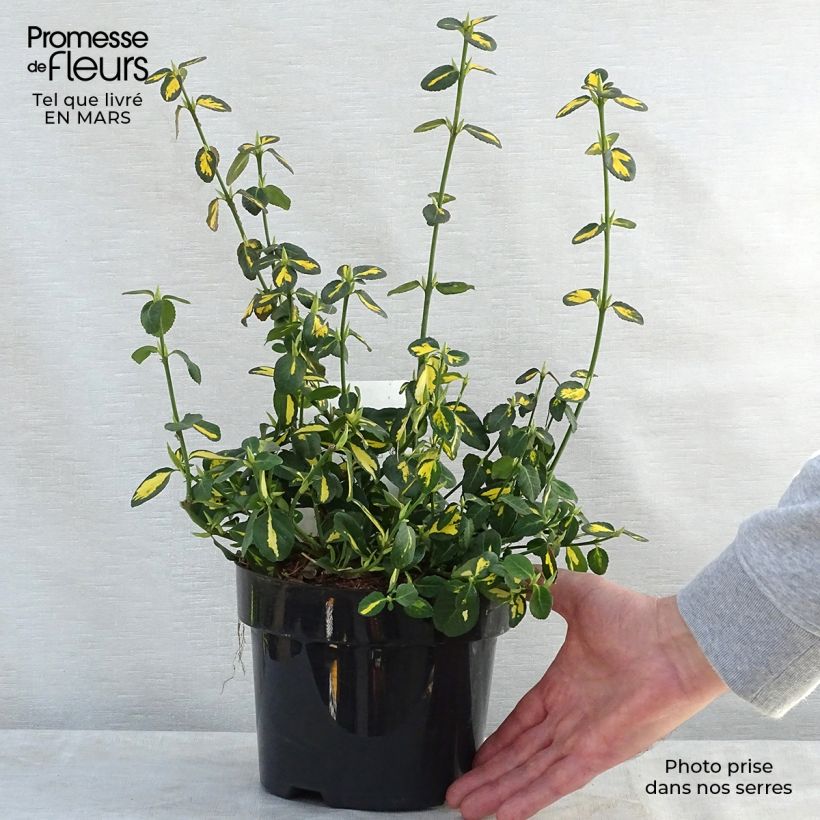 Example of Euonymus fortunei Blondy - Kardinaalsmuts Pot van 2 l/3 l as you get in printemps