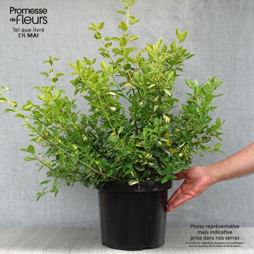 Example of Euonymus fortunei Blondy - Kardinaalsmuts Pot van 7,5 l/10 l as you get in printemps