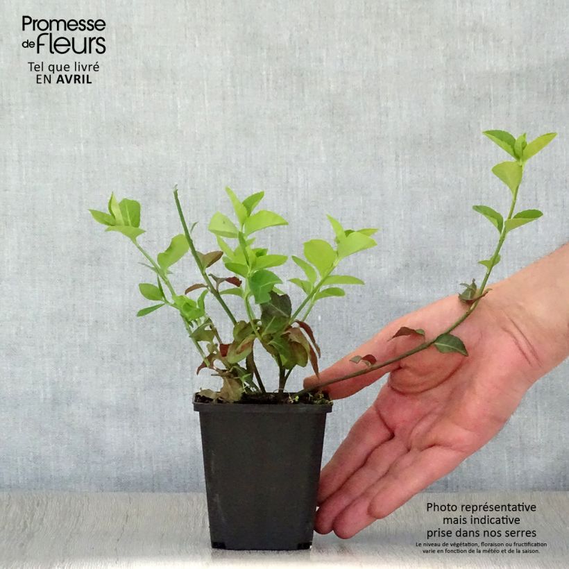 Exemplaar van Euonymus fortunei Coloratus - Kardinaalsmuts Kweekpotje van 8/9 cm zoals geleverd in de lente