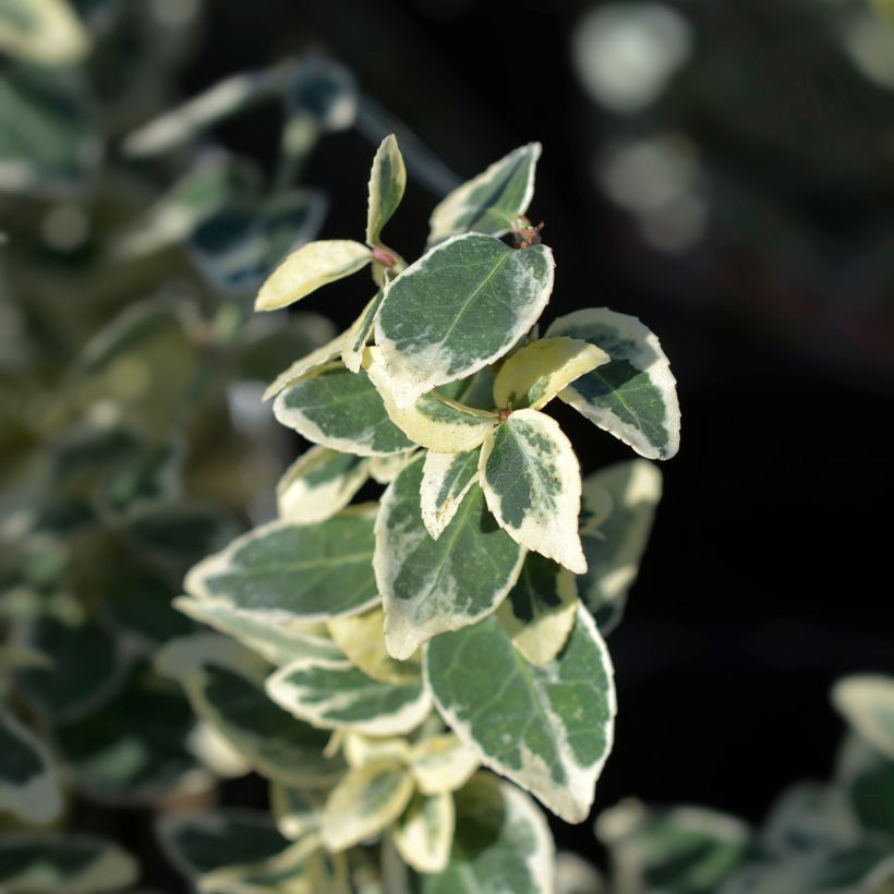 Euonymus fortunei Dan's Delight - Kardinaalsmuts (Foliage)