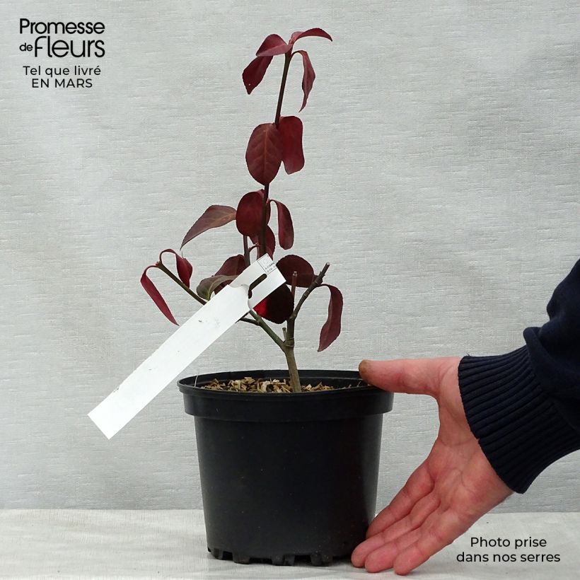 Example of Euonymus fortunei Dart's Blanket - Kardinaalsmuts Pot van 2 l/3 l as you get in printemps