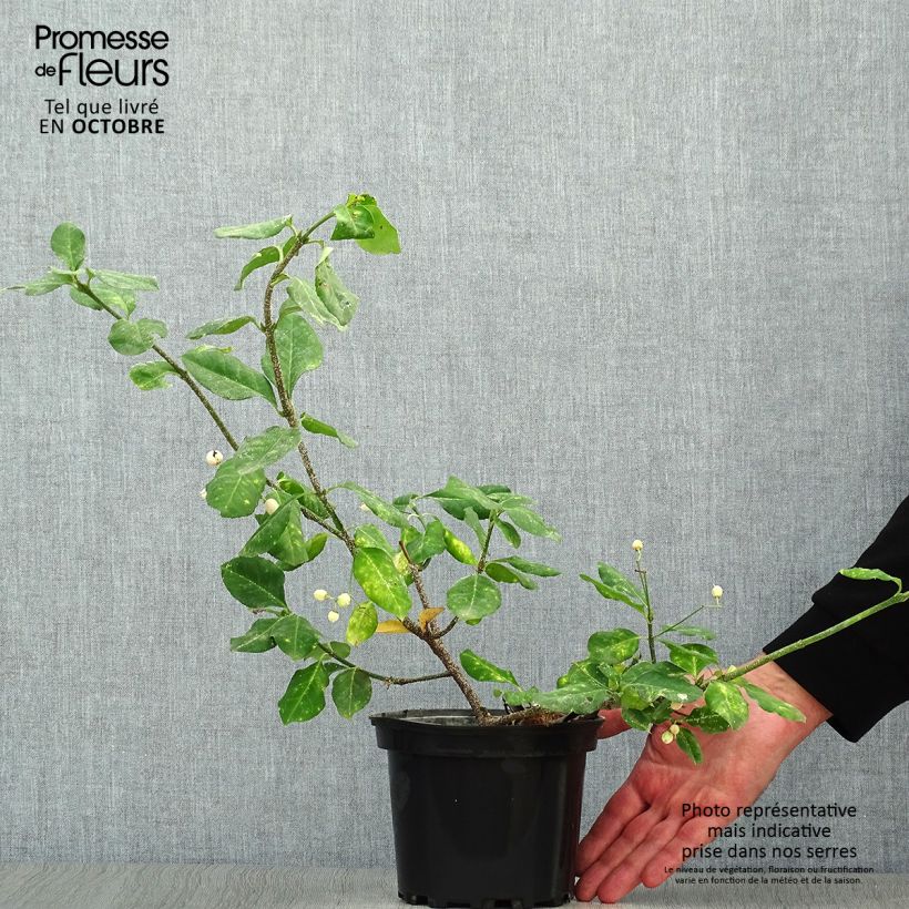 Exemplaar van Euonymus fortunei Dart's Blanket - Kardinaalsmuts Pot van 2 l/3 l zoals geleverd in de herfst