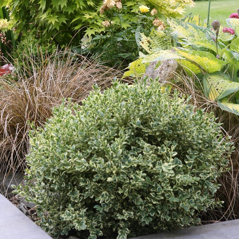 Euonymus fortunei Emerald Gaiety - Kardinaalsmuts (Groeiplaats)