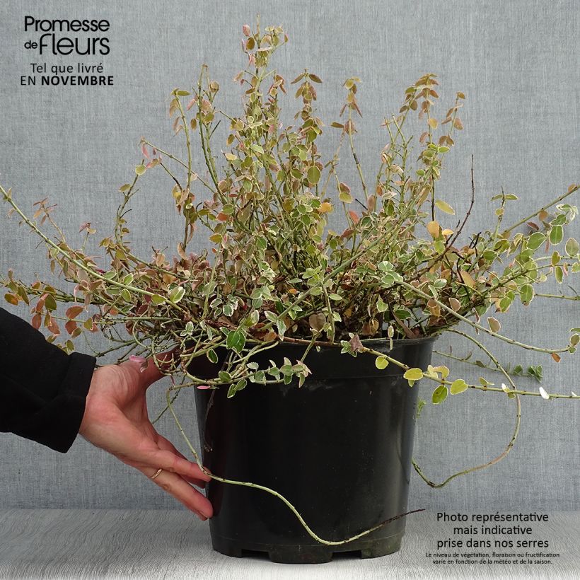 Exemplaar van Euonymus fortunei Emerald Gaiety - Kardinaalsmuts Pot van 7,5 l/10 l zoals geleverd in de herfst