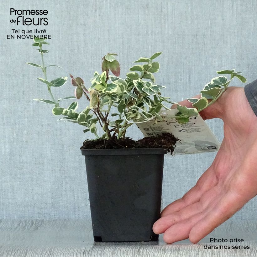 Exemplaar van Euonymus fortunei Emerald Gaiety - Kardinaalsmuts Kweekpotje van 8/9 cm zoals geleverd in de herfst