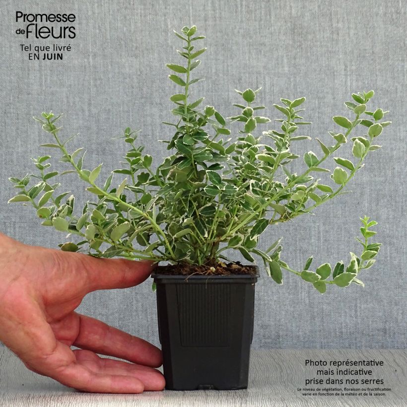 Exemplaar van Euonymus fortunei Emerald Gaiety - Kardinaalsmuts Kweekpotje van 8/9 cm zoals geleverd in de zomer