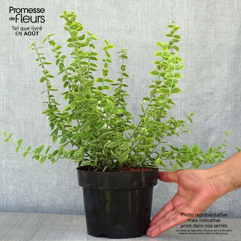 Exemplaar van Euonymus fortunei Emerald n Gold - Kardinaalsmuts Pot van 2 l/3 l zoals geleverd in de zomer