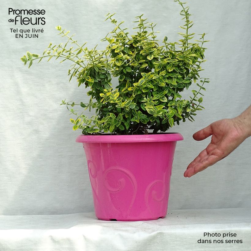 Exemplaar van Euonymus fortunei Emerald n Gold - Kardinaalsmuts Pot van 4 l/5 l zoals geleverd in de zomer