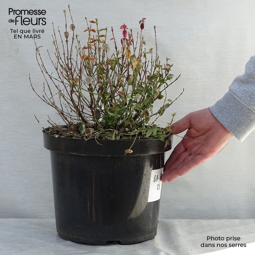 Exemplaar van Euonymus fortunei Emerald n Gold - Kardinaalsmuts Pot van 4 l/5 l zoals geleverd in de lente