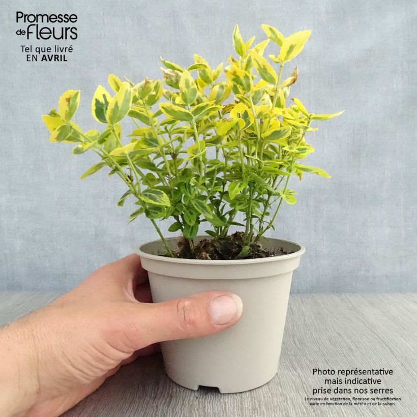 Exemplaar van Euonymus fortunei Emerald n Gold - Kardinaalsmuts Pot van 1 l/1,5 l zoals geleverd in de lente