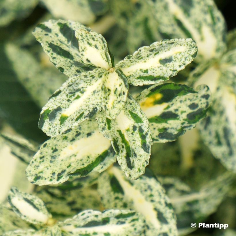 Euonymus fortunei Golden Harlequin - Kardinaalsmuts (Blad)