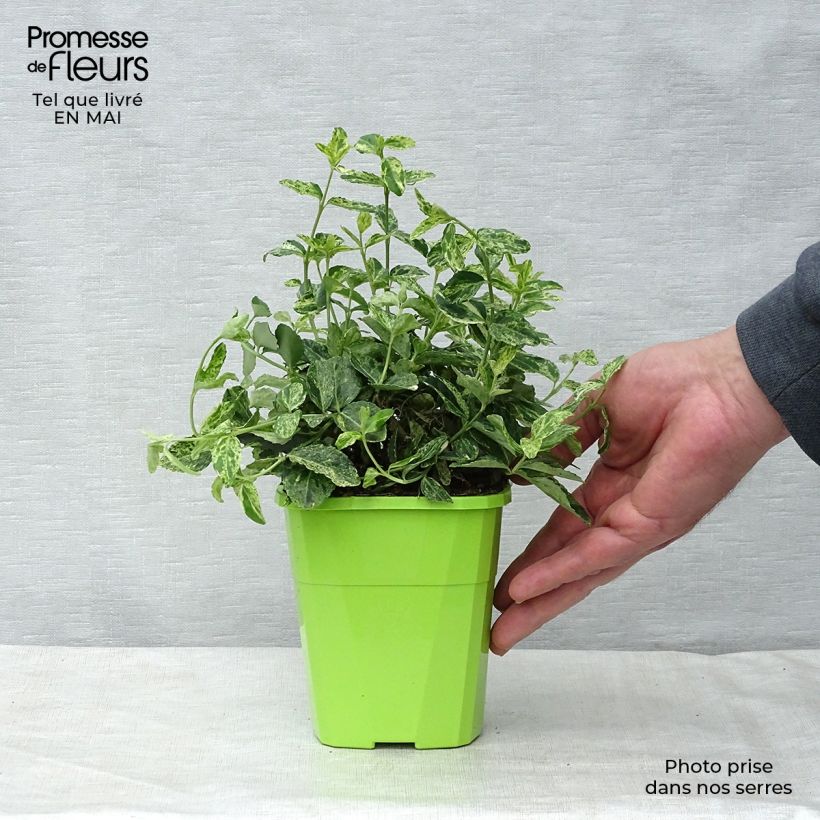 Exemplaar van Euonymus fortunei Golden Harlequin - Kardinaalsmuts Pot van 1 l/1,5 l zoals geleverd in de lente