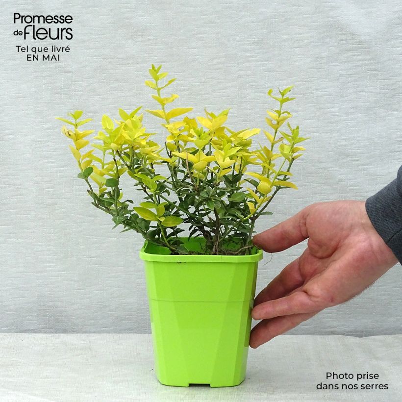 Example of Euonymus fortunei Goldy - Kardinaalsmuts Pot van 3 l/4 l as you get in printemps