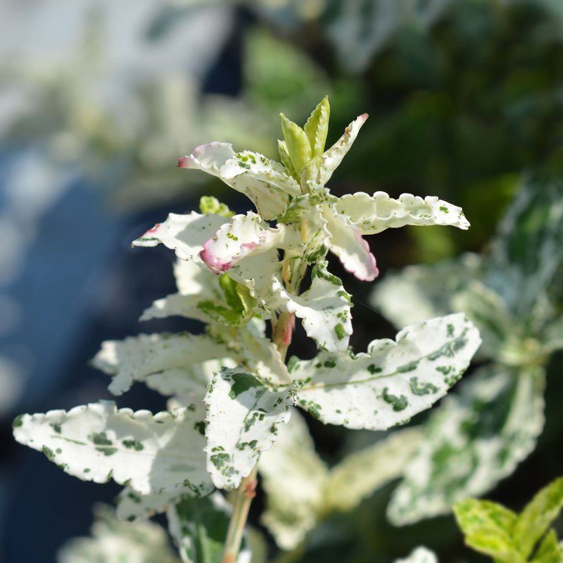 Euonymus fortunei Harlequin - Kardinaalsmuts (Blad)