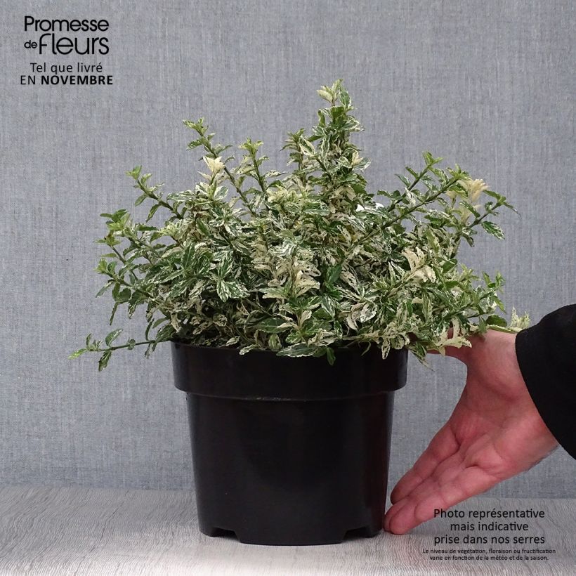 Exemplaar van Euonymus fortunei Harlequin - Kardinaalsmuts Pot van 2 l/3 l zoals geleverd in de herfst