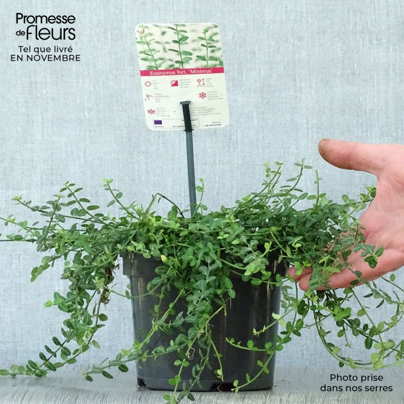 Exemplaar van Euonymus fortunei Minimus - Kardinaalsmuts Pot van 2 l/3 l zoals geleverd in de herfst