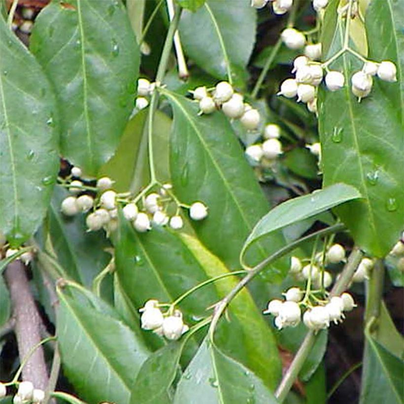 Euonymus fortunei Radicans - Kardinaalsmuts (Flowering)