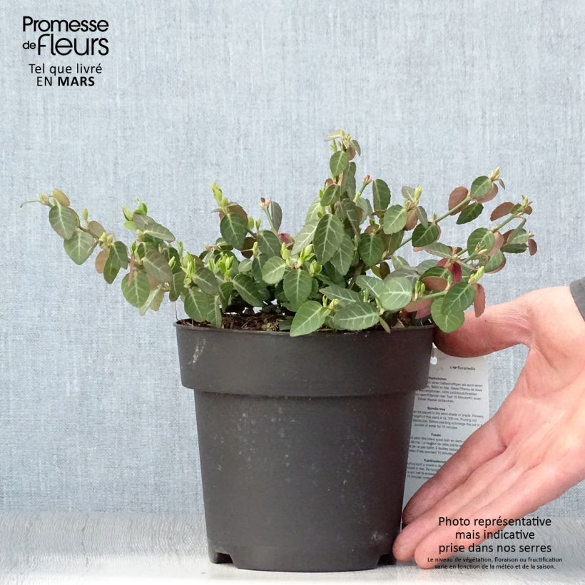 Example of Euonymus fortunei Radicans - Kardinaalsmuts Pot van 1 l/1,5 l as you get in printemps