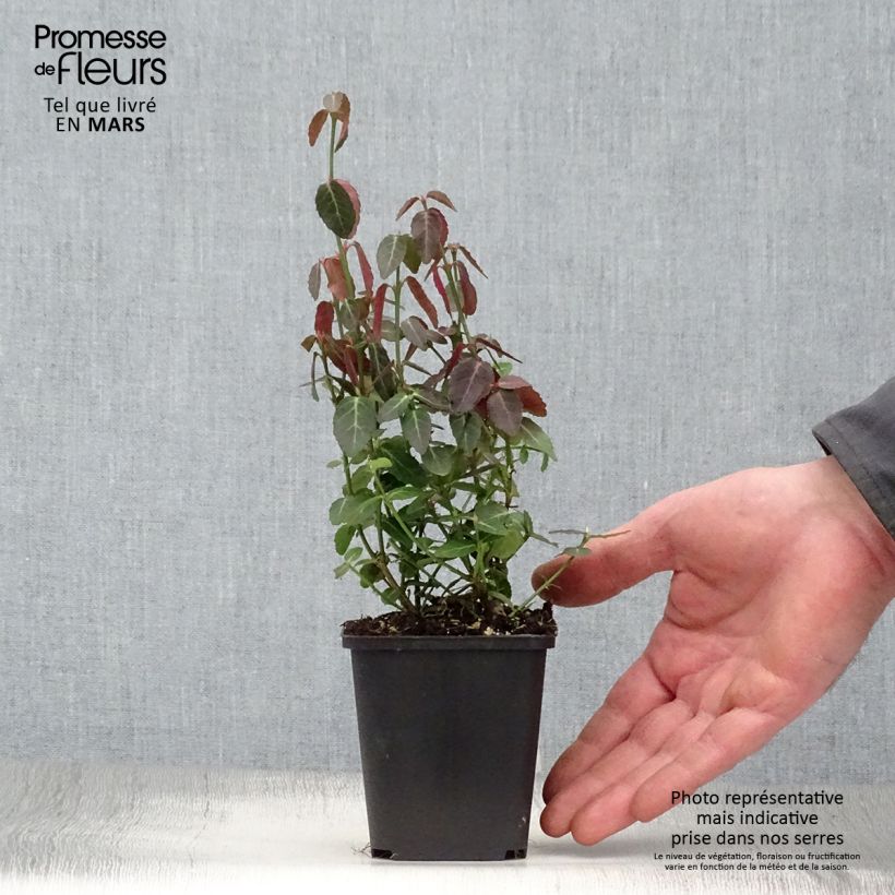 Example of Euonymus fortunei Radicans - Kardinaalsmuts Kweekpotje van 8/9 cm as you get in printemps