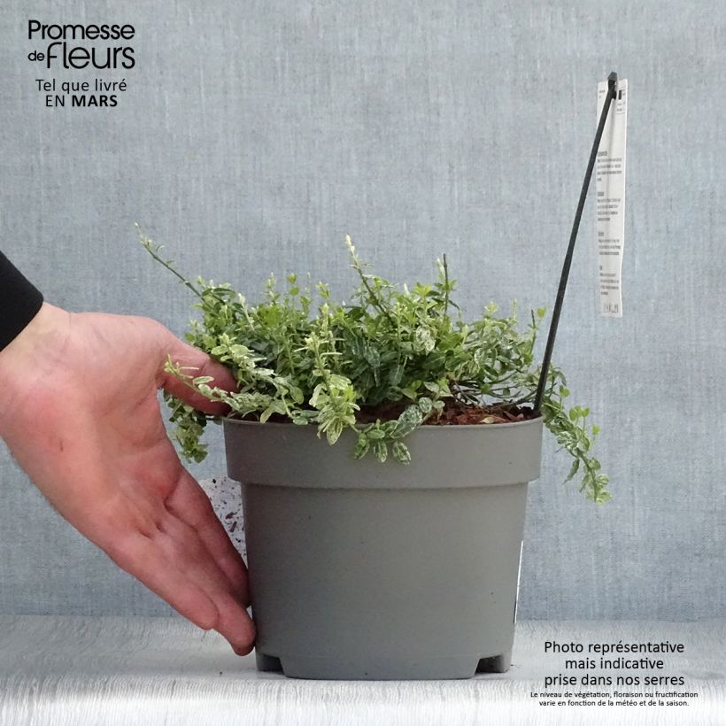 Example of Euonymus fortunei Silverstone - Kardinaalsmuts Pot van 2 l/3 l as you get in printemps