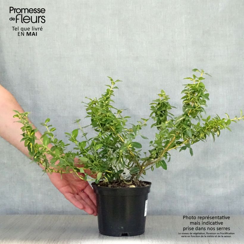 Example of Euonymus fortunei Sunspot - Kardinaalsmuts Pot van 2 l/3 l as you get in printemps