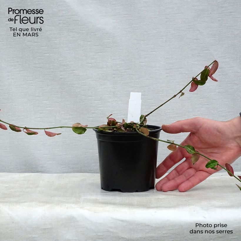 Example of Euonymus fortunei Tustin - Kardinaalsmuts Pot van 1 l/1,5 l as you get in printemps