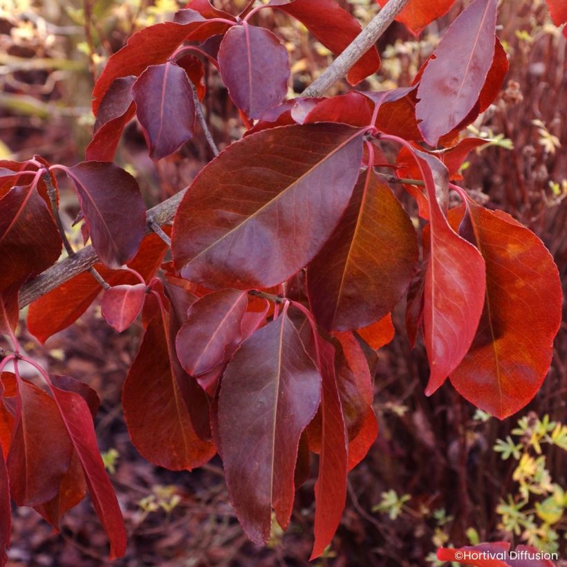 Euonymus grandiflorus Ruby Wine - Kardinaalsmuts (Blad)