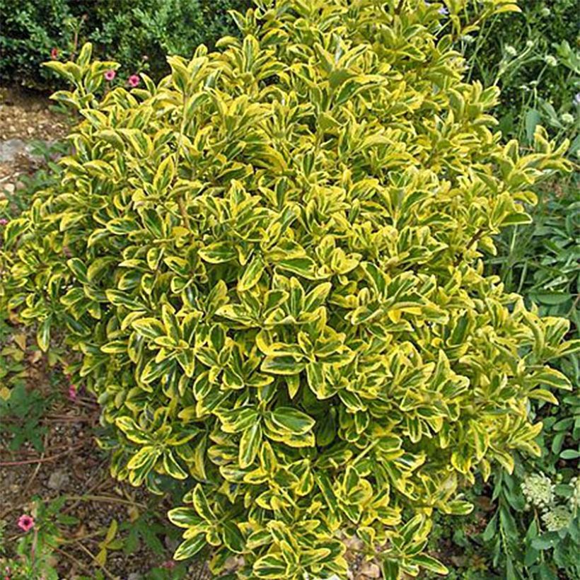 Euonymus japonicus Aureomarginatus - Japanse kardinaalsmuts (Groeiplaats)