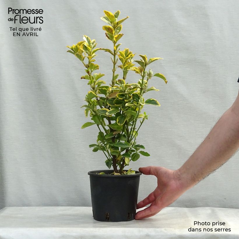 Exemplaar van Euonymus japonicus Aureomarginatus - Japanse kardinaalsmuts Pot van 2 l/3 l zoals geleverd in de lente