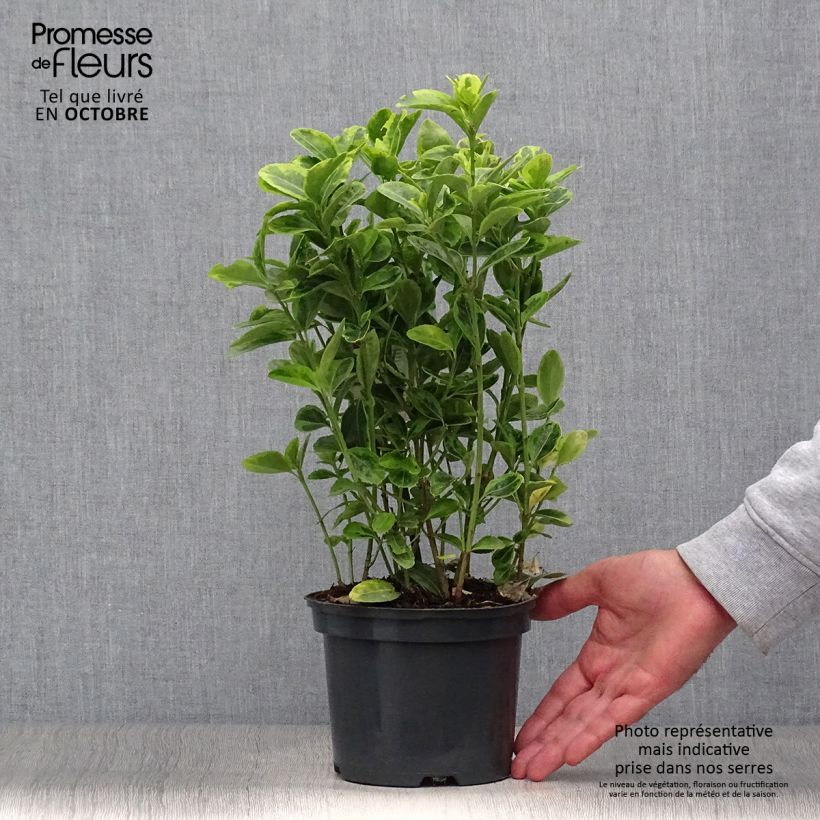Exemplaar van Euonymus japonicus Aureus - Japanse kardinaalsmuts Pot van 2 l/3 l zoals geleverd in de herfst