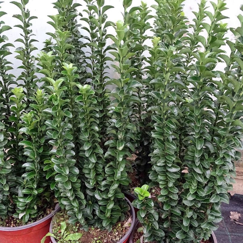 Euonymus japonicus Benkomasaki - Japanse kardinaalsmuts (Groeiplaats)