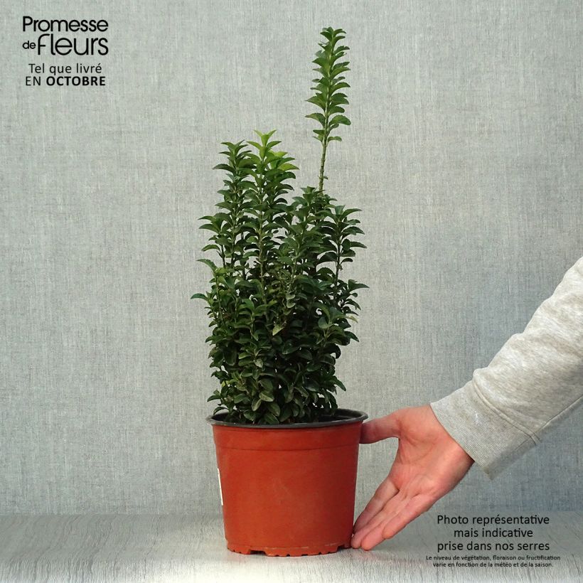 Exemplaar van Euonymus japonicus Benkomasaki - Japanse kardinaalsmuts Pot van 2 l/3 l zoals geleverd in de herfst